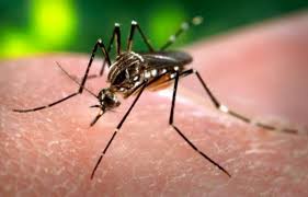 Dengue aumenta no país