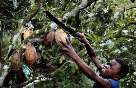 O lado desumano do chocolate: crianças  escravizadas nas plantações de cacau
